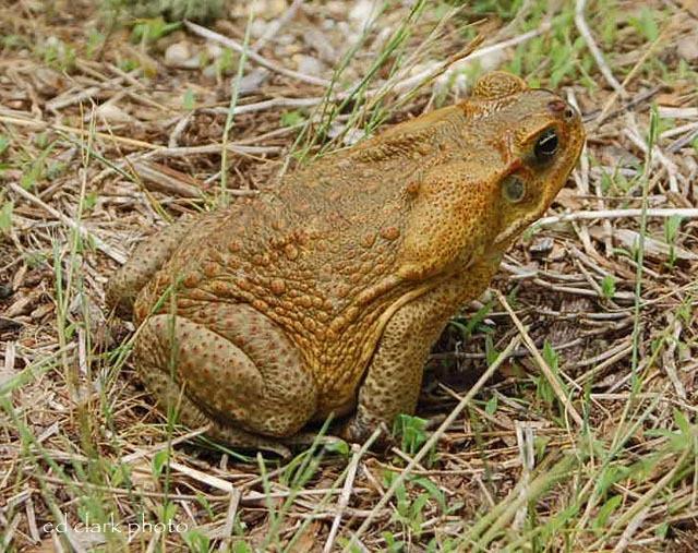 Bufo marinus (Rhinella marina)  Cane Toad06.jpg